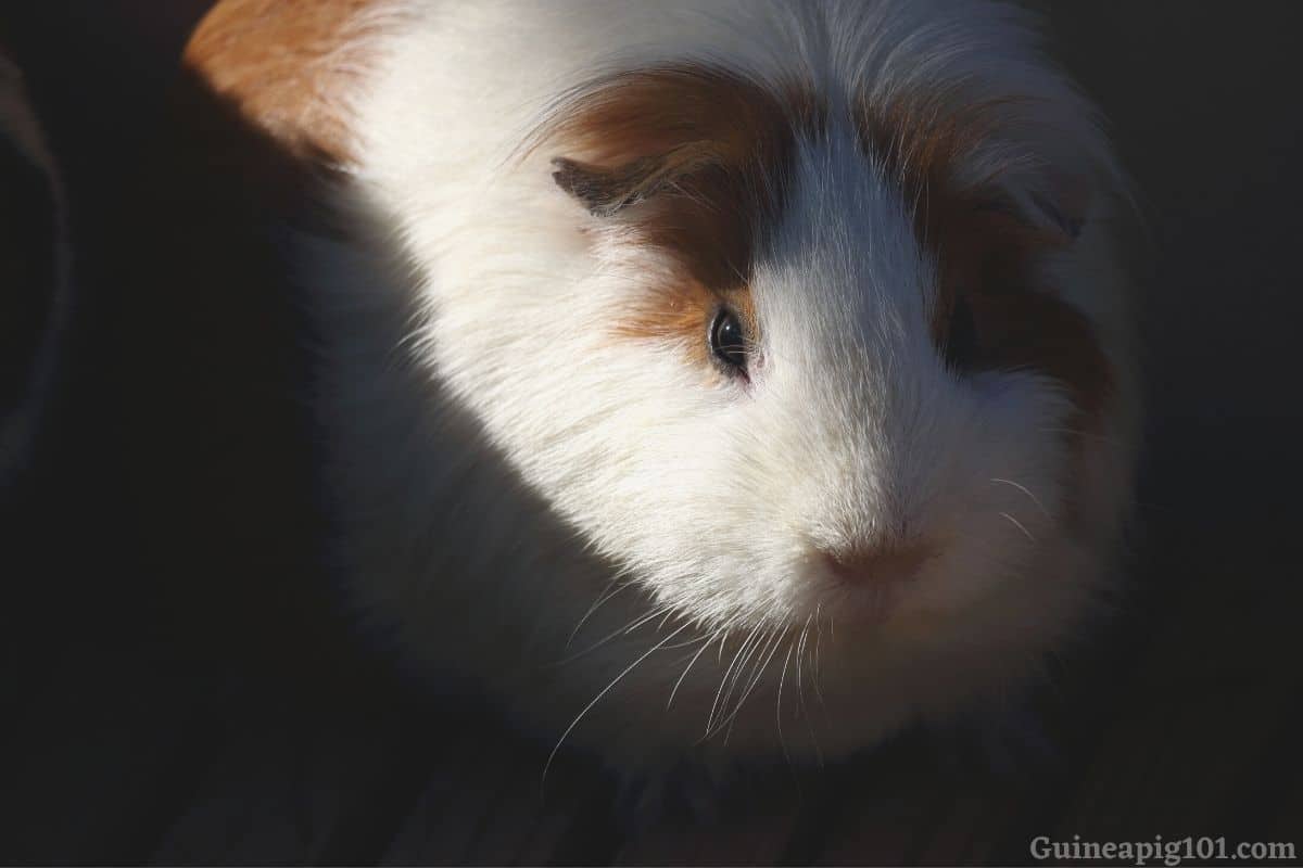 Can Guinea Pigs See in the Dark? Do They Need Light at Night?
