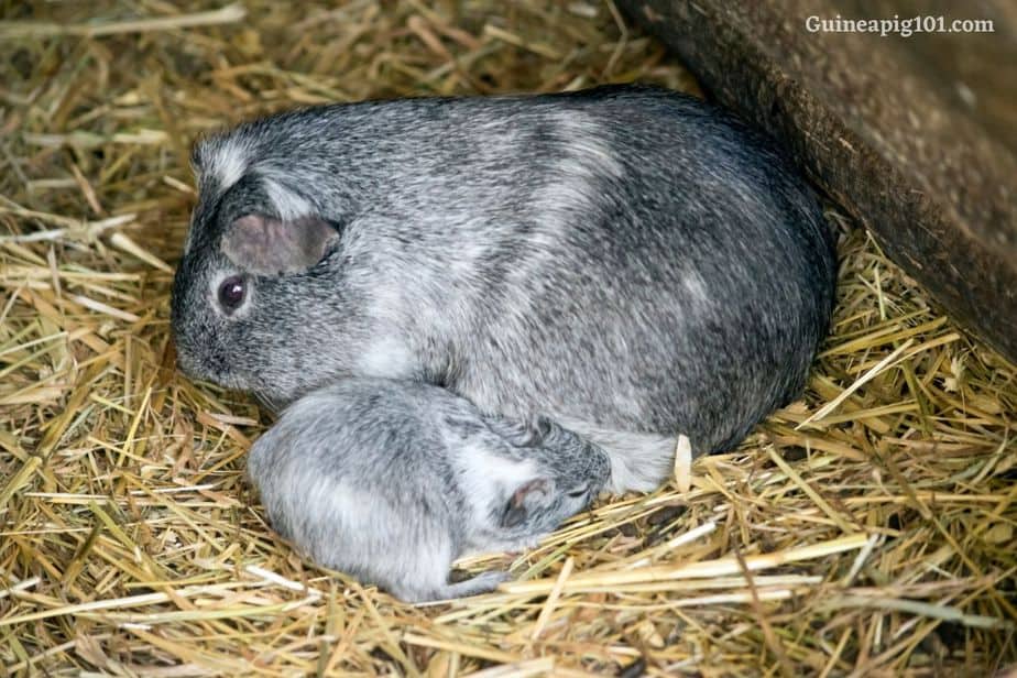 Baby guinea pig basic diet