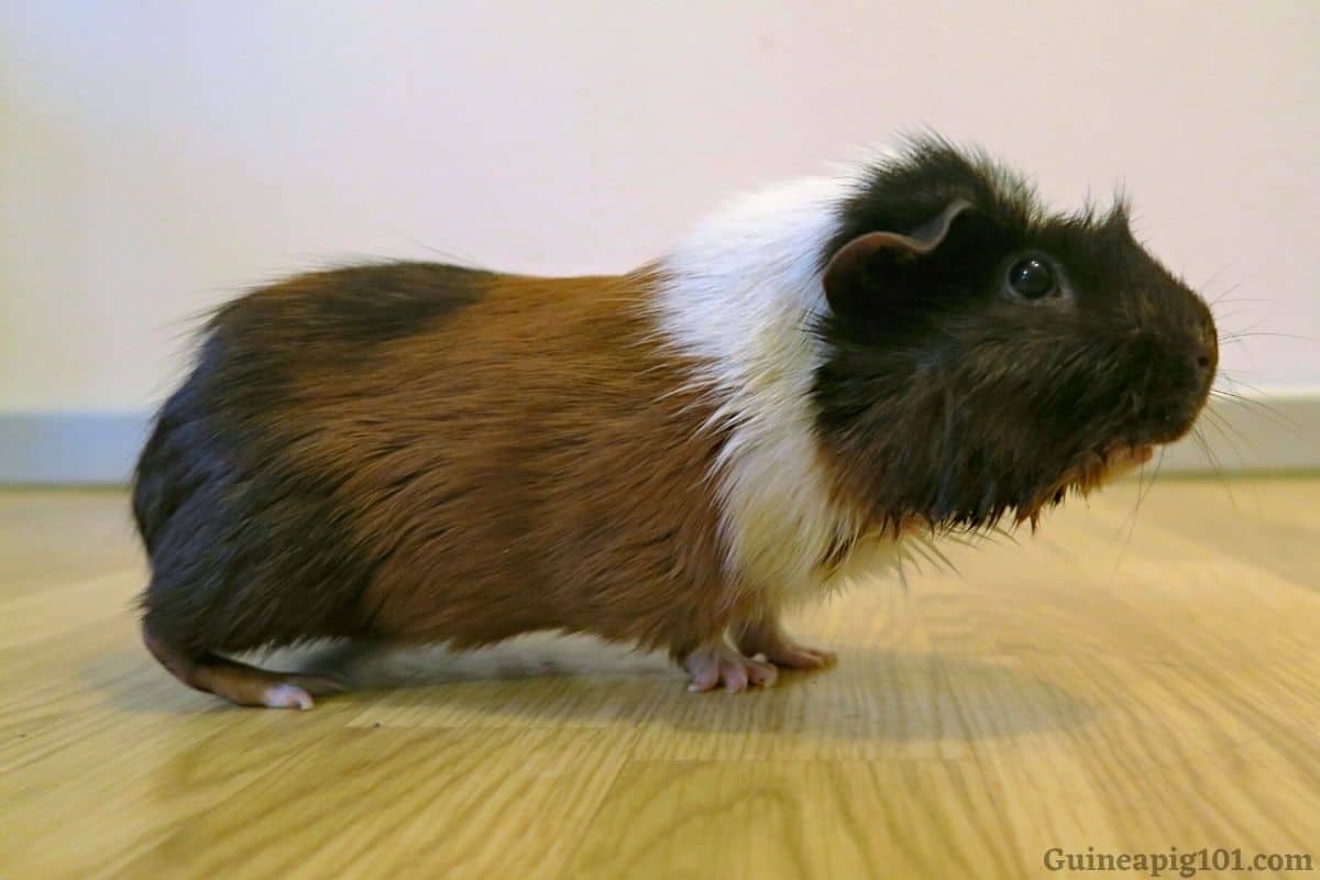 Guinea Pigs Popcorning (Or Jumping A Lot): A Complete Guide