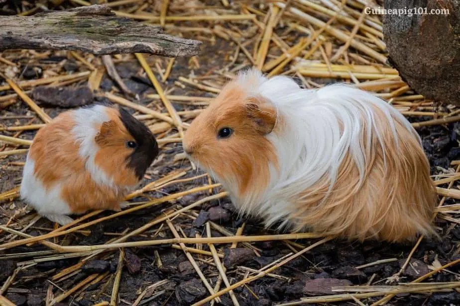 How long do guinea pigs nurse their young?