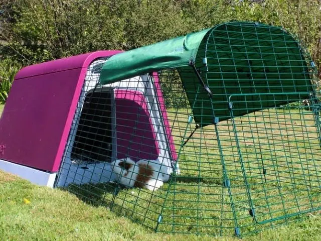 Do Guinea Pigs Sleep: This Is What Experts Tell About It Omlet All About Eglu Go Guinea Pig Hutch
