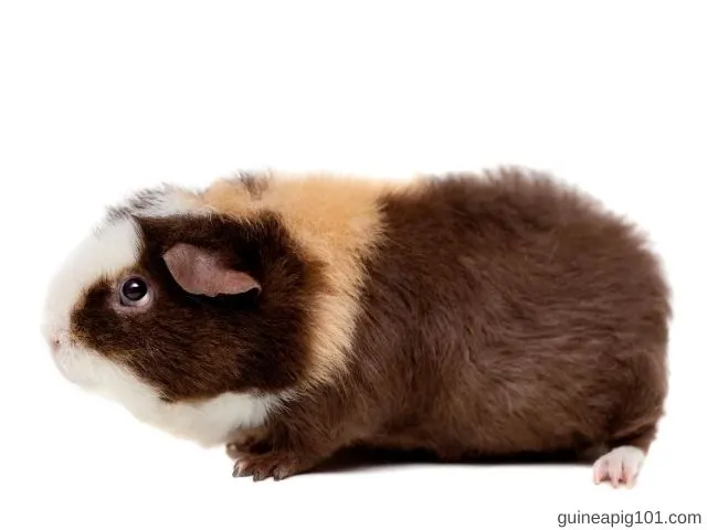 Physical Appearance Of Teddy Guinea Pig