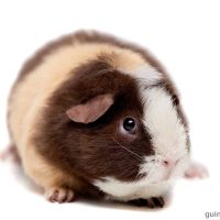 Teddy Guinea Pig Breed Information and Care