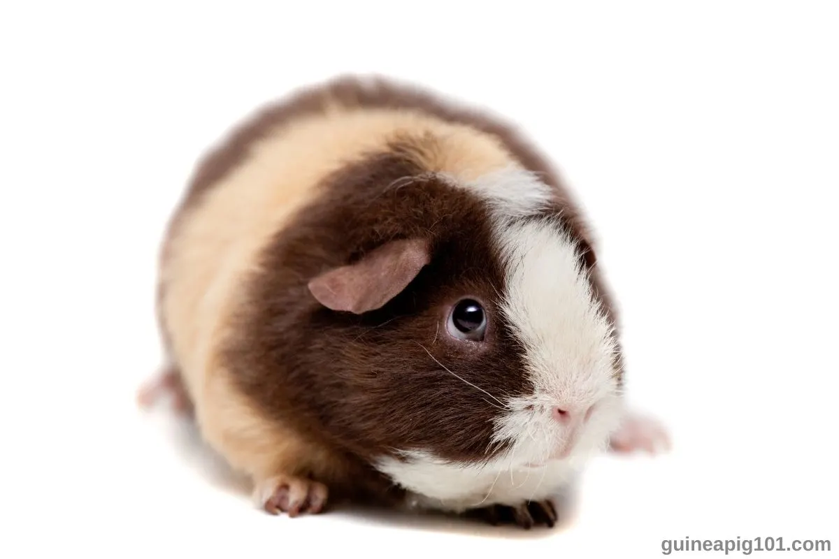 Teddy Guinea Pig: Breed Spotlight (Care, Diet & More)