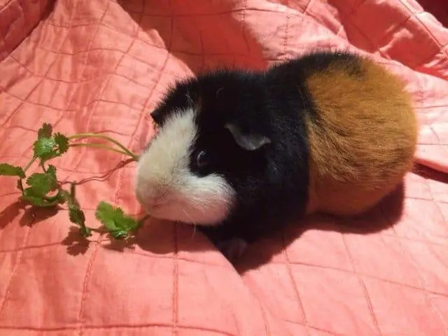 Teddy guinea pig diet