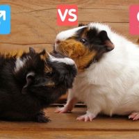 which guinea pig gender is better
