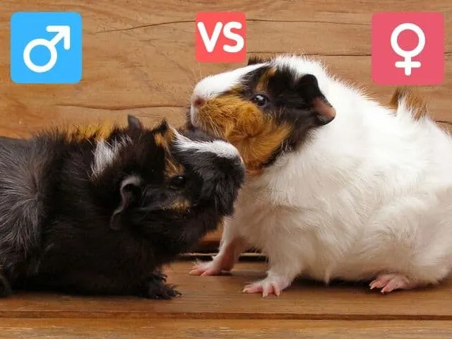 Male Vs Female Guinea Pig Which Guinea Pig Gender Is Better Guinea Pig 101