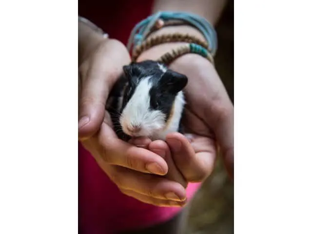 are guinea pigs cuddly