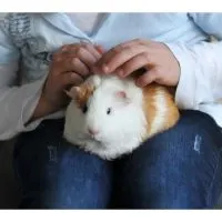 do guinea pigs like to be held