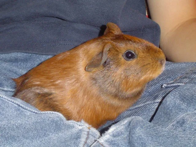 Can Guinea Pigs Live Alone? Is It Ok To Have Just One Guinea Pig?