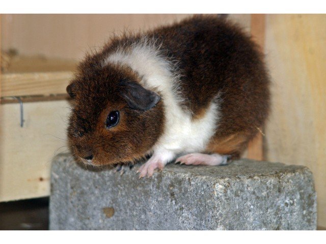 How high can guinea pigs climb
