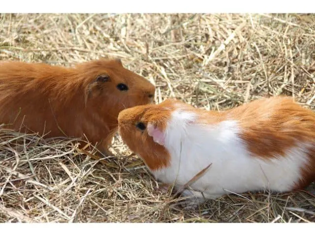 Male vs. female guinea pigs