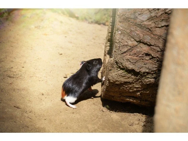 can guinea pigs climb out of cages?