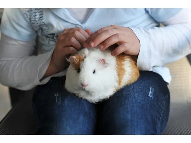 How can we prevent bleeding in guinea pigs?