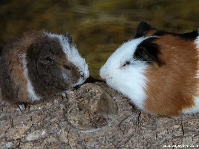 is it better to get a male or female guinea pig