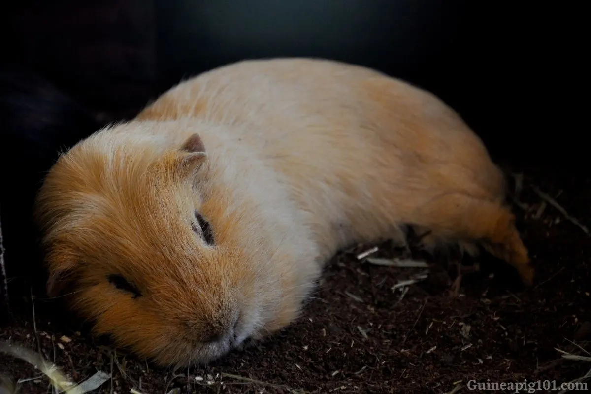 guinea pig sleep