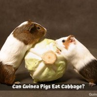 Can Guinea Pigs Eat Cabbage