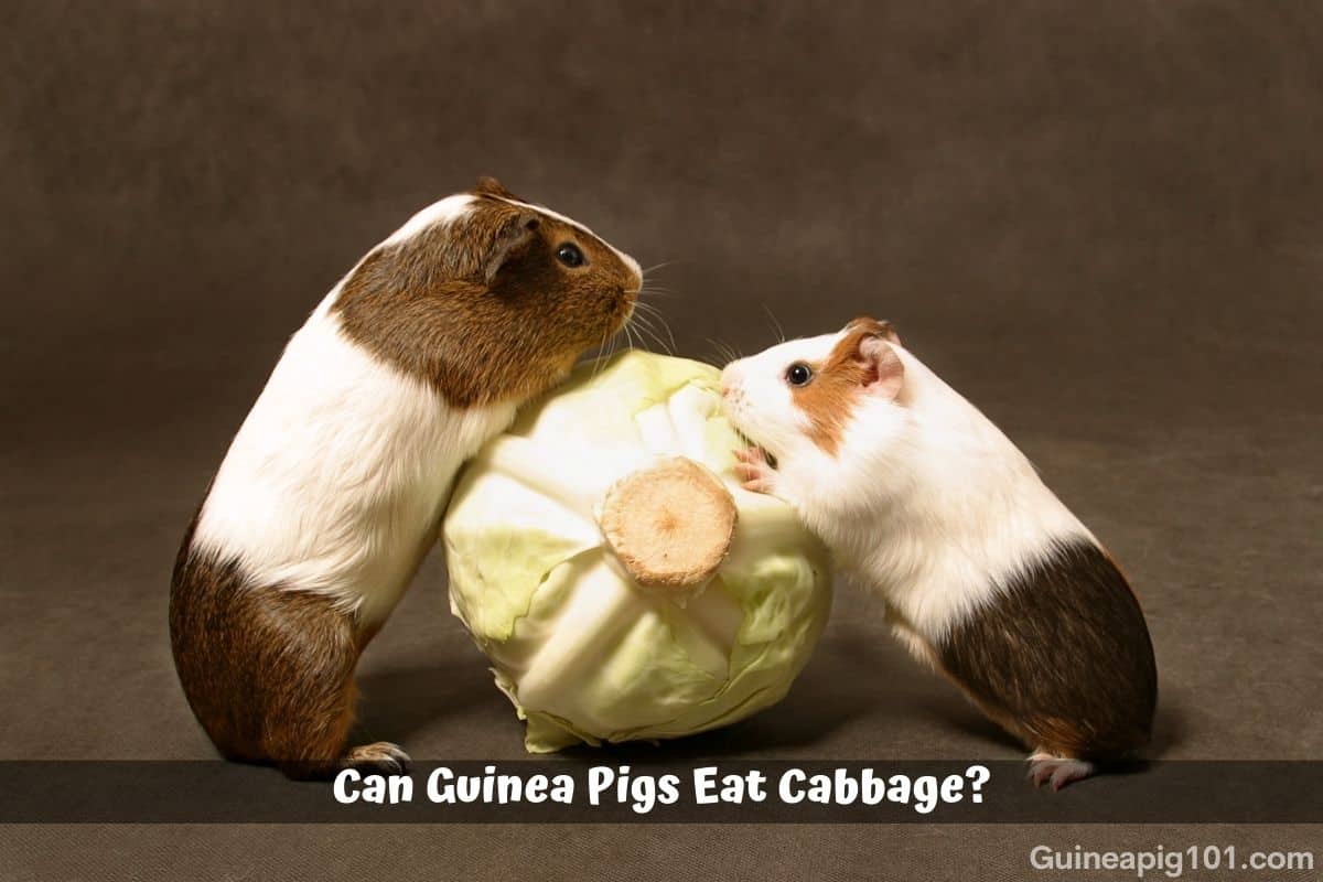 Can Guinea Pigs Eat Cabbage? (Which Variety, Serving, Risks & More)