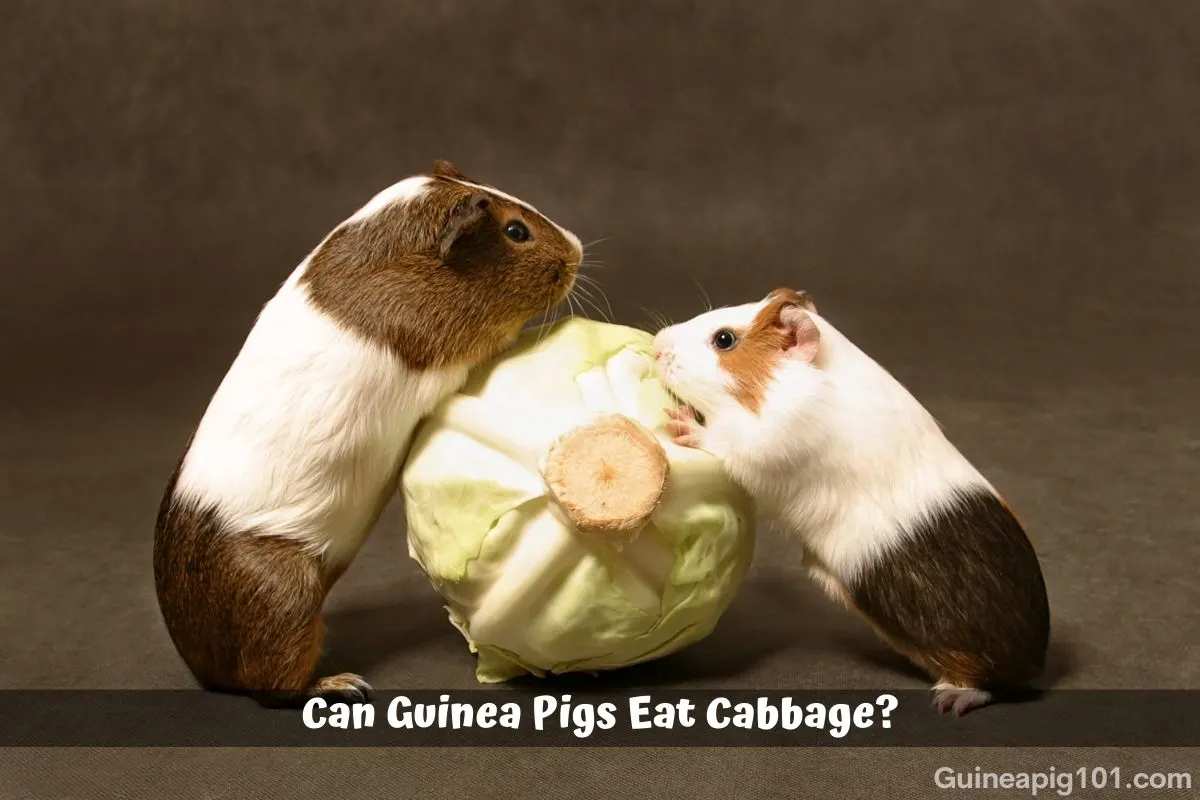 Can Guinea Pigs Eat Cabbage Which Variety Serving Risks More