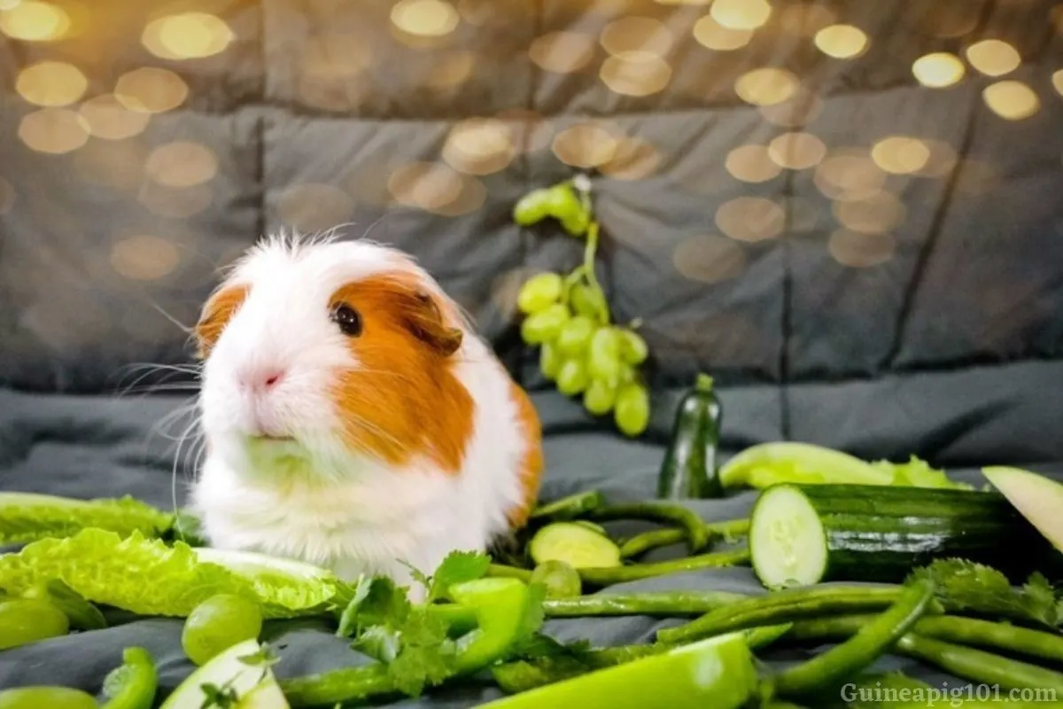 Can Guinea Pigs Eat Green Beans? (Serving Size, Risks & More)