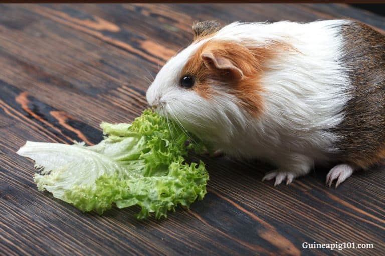 Why Do Guinea Pigs Bite Their Cage? (+How To Stop Them)