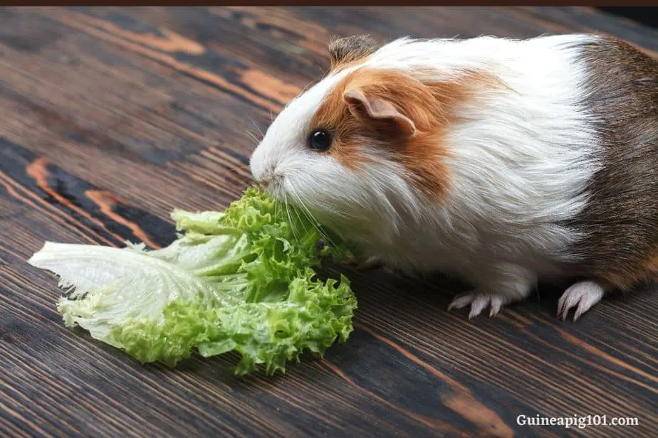 Guinea pig eating vegetables