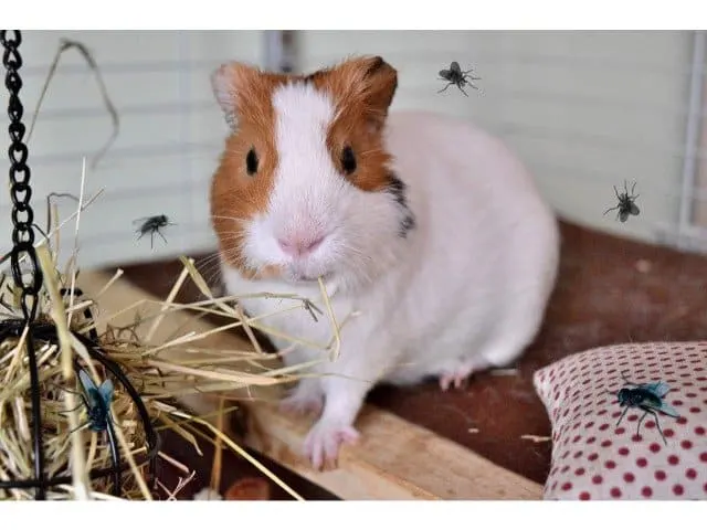 Guinea pigs shop and flies