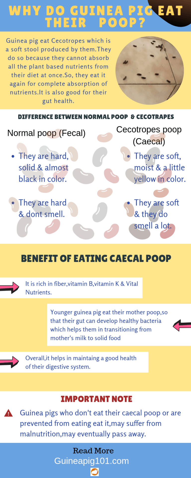 Why Do Guinea Pigs Eat Their Poop?