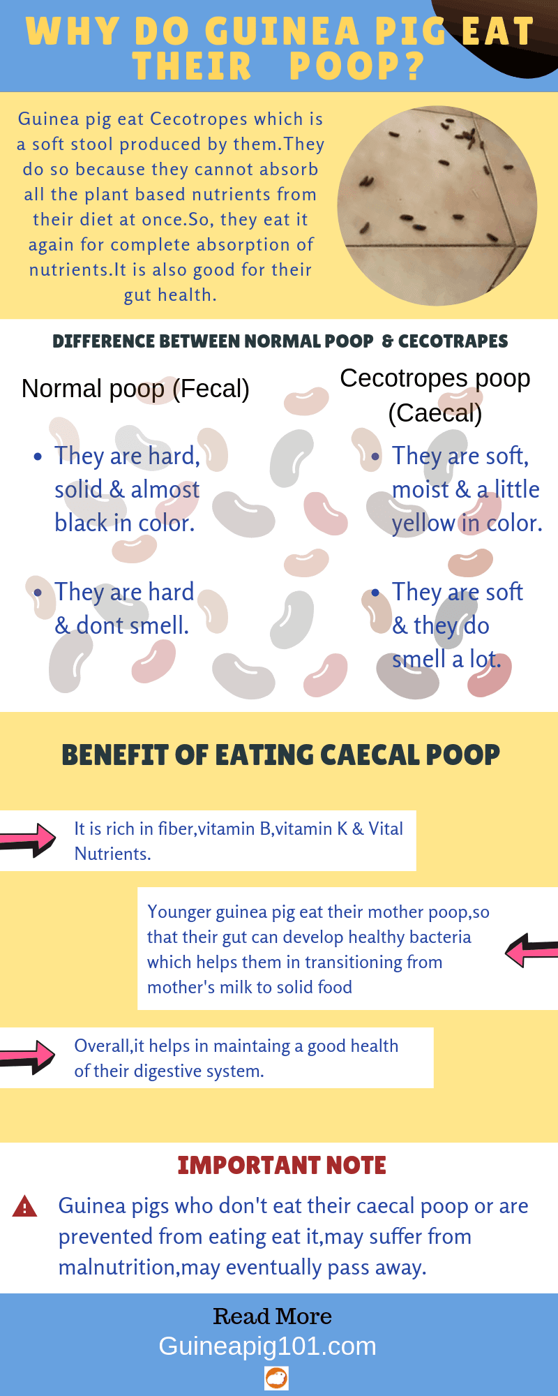 Why do guinea pigs eat their poop?