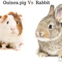 Should I Get a Guinea Pig or a Rabbit?