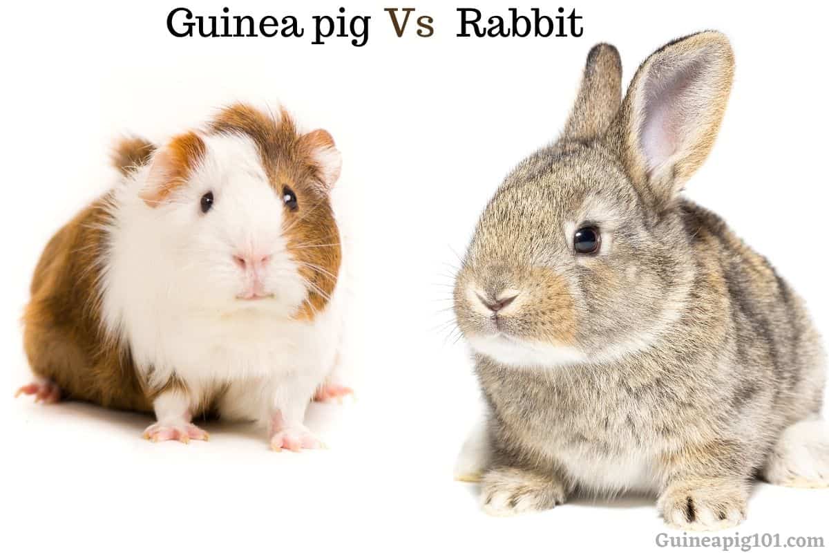 Guinea Pig Vs. Rabbit: Which Is A Better Pet For You?