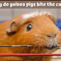 guinea pigs bite the cage
