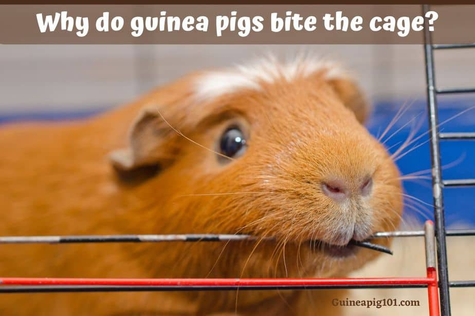 Why Do Guinea Pigs Bite Their Cage? (+How To Stop Them)