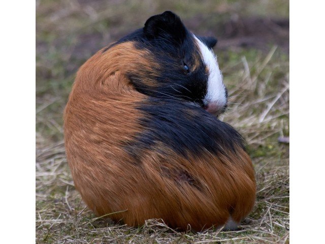 Why Do Guinea Pigs Eat Their Poop?
