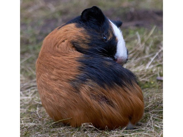 do guinea pigs eat their poop