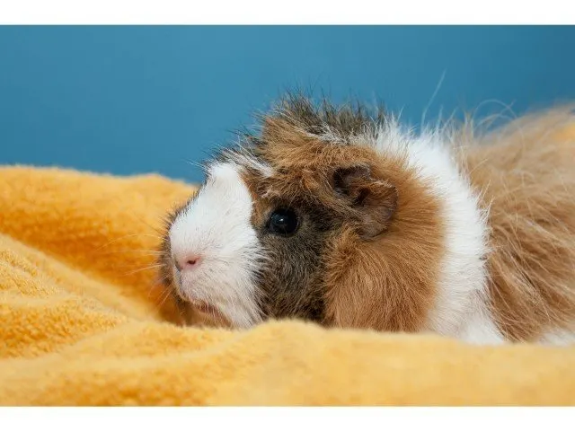how to keep guinea pigs warm inside