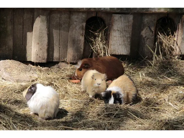 Guinea pig run for exercise