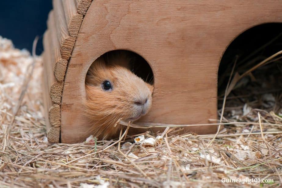 Guinea pigs hideouts