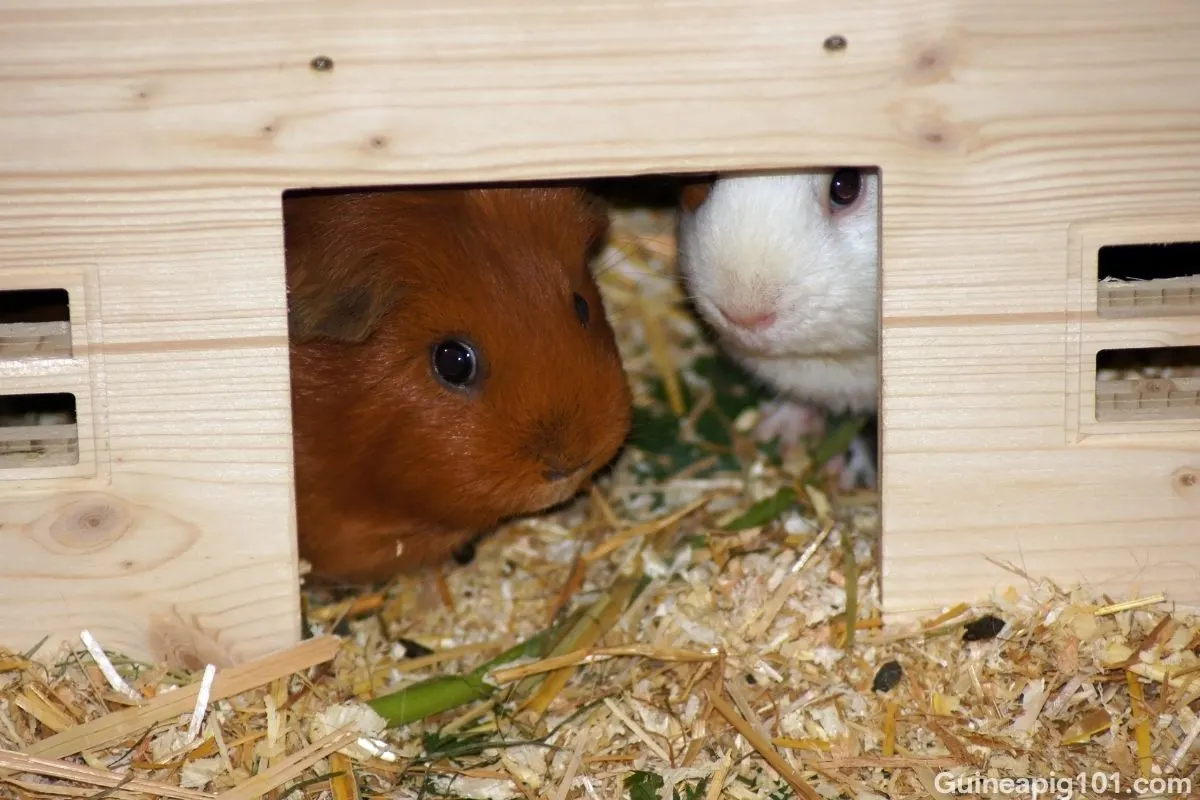 provide guinea pigs lots of hiding places