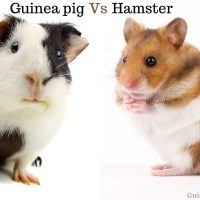 Hamster Vs Guinea pig