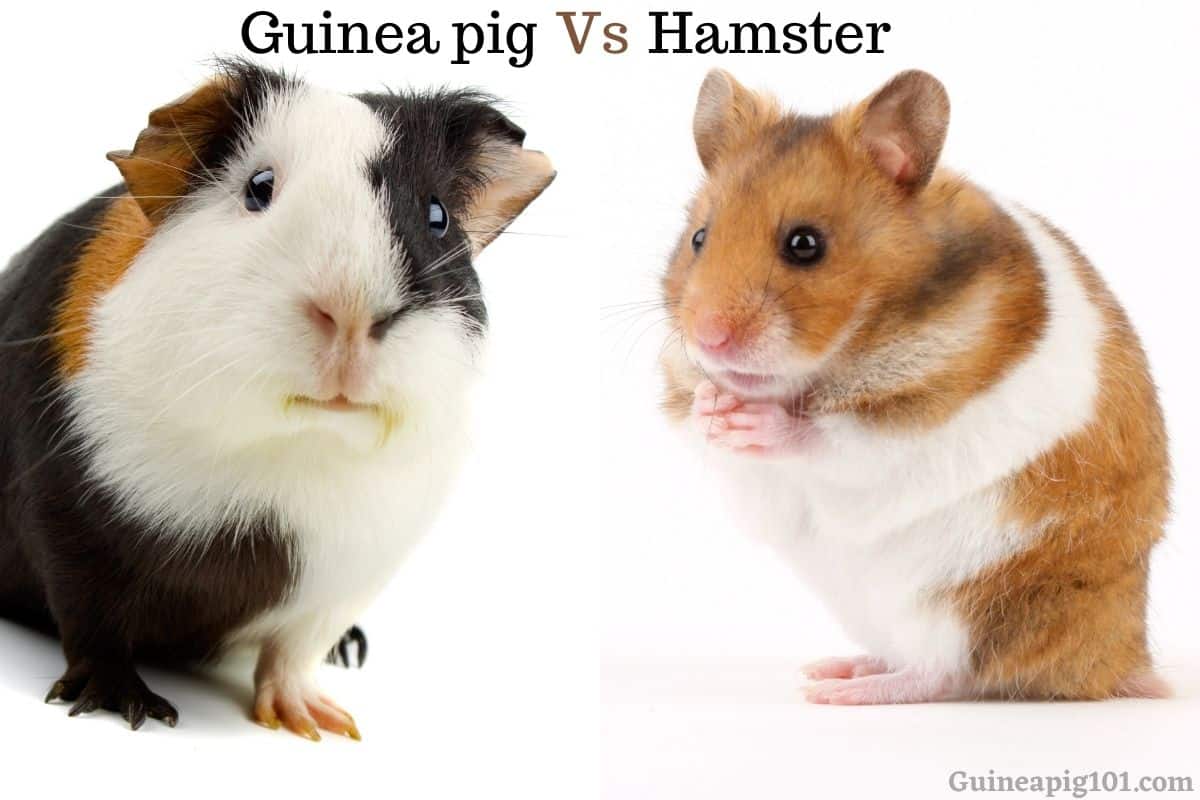 Guinea Pig vs. Hamster: Should I Get a Guinea Pig or Hamster?