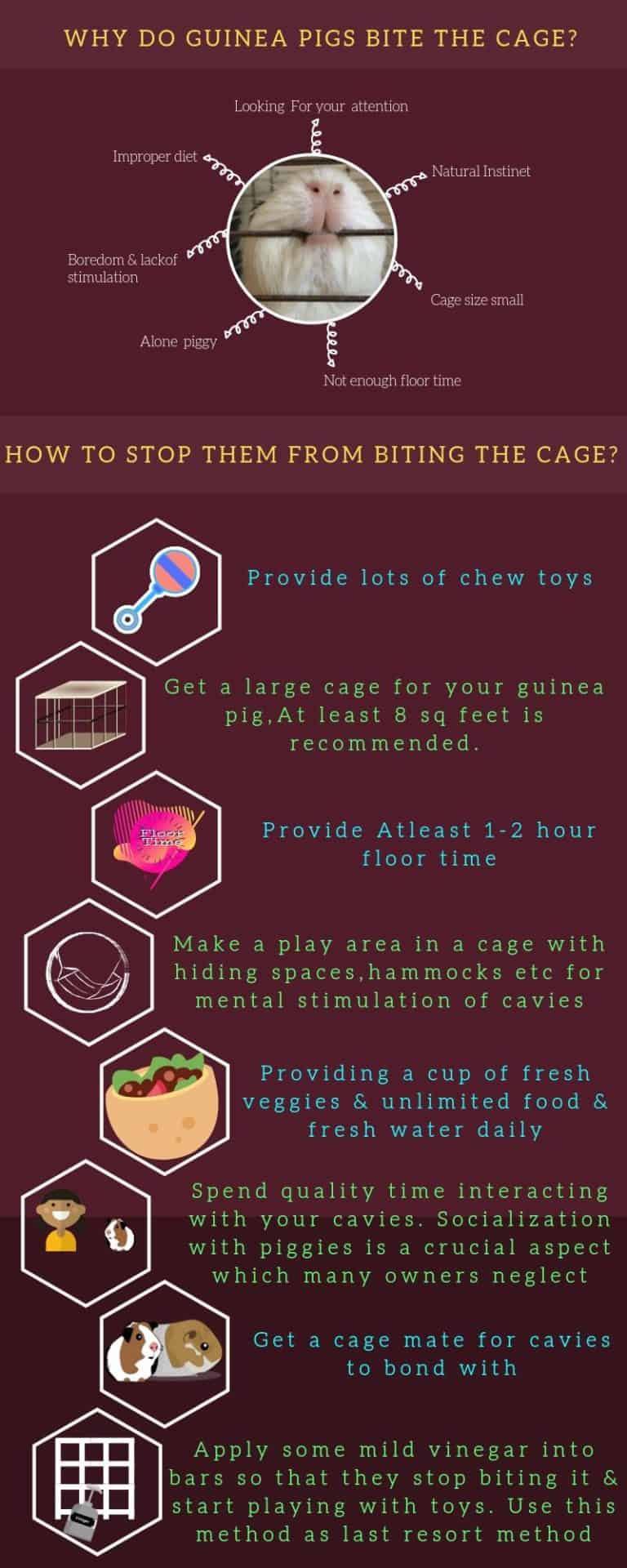 Why Do Guinea Pigs Bite Their Cage? (+How To Stop Them)