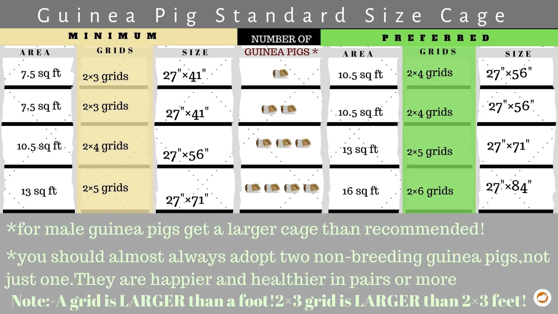 Guinea pig cage size