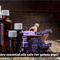 Are essential oils safe for guinea pigs