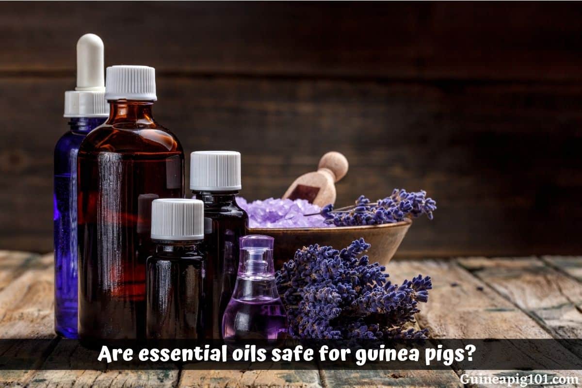 Essential Oils and Guinea Pigs: Are Essential Oils Safe for Guinea Pigs?