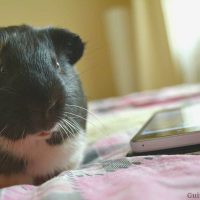 Can I keep guinea pigs in my bedroom? Is it safe for both of us?