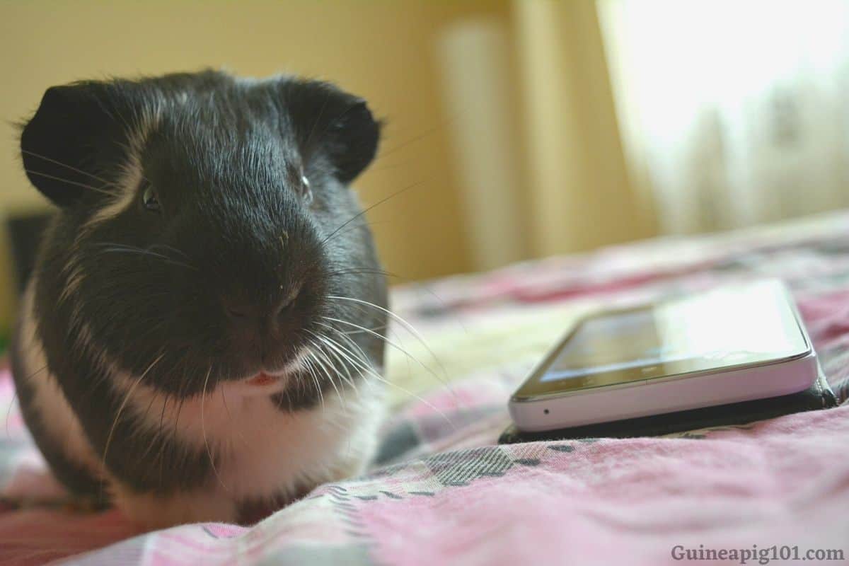 Can I Keep Guinea Pigs in My Bedroom? Is It Safe for Both of Us?