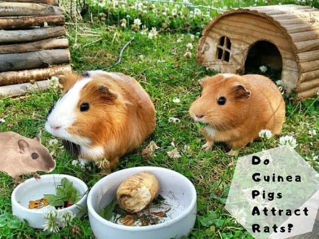 Do Guinea Pigs Attract Rats? (Why & How To Get Rid Of Them)