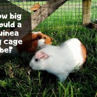 How big should a guinea pig cage be
