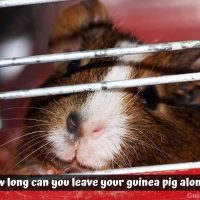 How long can you leave your guinea pig alone? (A Day, Weekend or More)